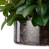 Large Dancing Orchid in Glass Pot - Pink