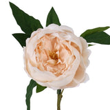 Champagne Peony