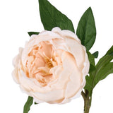 Champagne Peony