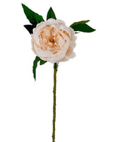 Champagne Peony