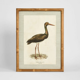 Heron Study A Wall Art