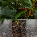 Large Dancing Orchid in Glass Pot - Orange