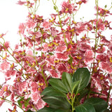 Large Dancing Orchid in Glass Pot - Pink