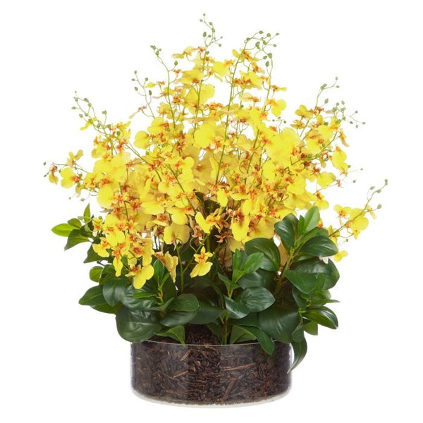 Large Dancing Orchid in Glass Pot - Yellow