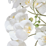 Phalaenopsis Orchid in Blue & White Pot