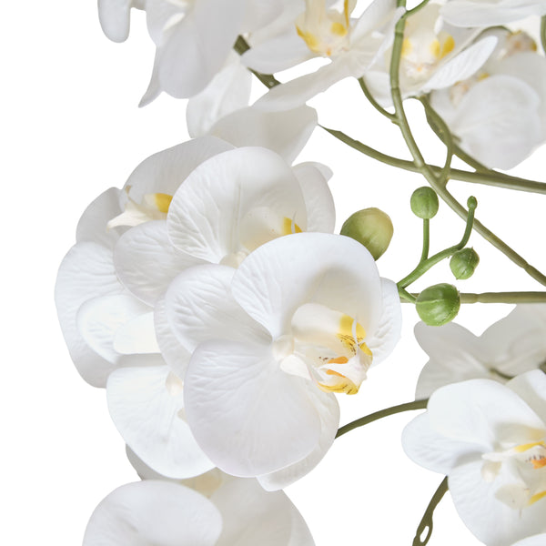 Phalaenopsis Orchid in Blue & White Pot
