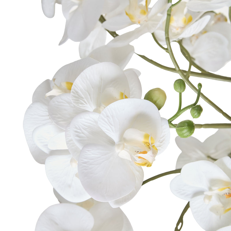 Phalaenopsis Orchid in Blue & White Pot