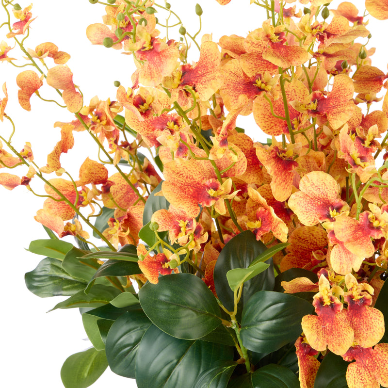 Small Dancing Orchid in Glass Pot - Orange