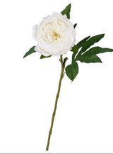 White Peony
